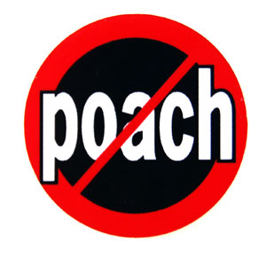 no poach - Screen Print
